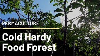 Cold Hardy Permaculture Food Forest an ecosystem pond swales and more.