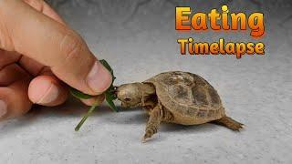 Timelapse of little Tortoise Eating Leaf