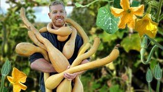 You Absolutely Have To Grow This Awesome Plant - Tromboncino Snake Squash  