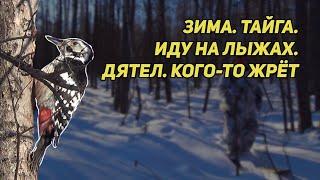 ️ Зима Тайга Иду на лыжах. След зверя Дятел кого-то жрёт Хватит жрать дятел Оставь мне