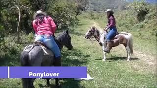 Ponylover 1