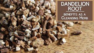 Dandelion Root Benefits as a Cleansing Herb