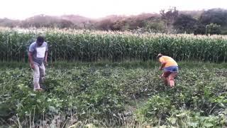 GULAY NA MASUSTANSIYA  UTONG TABA  HARVESTING