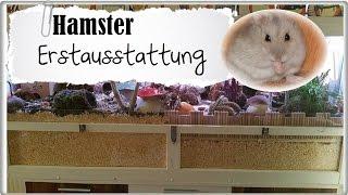 Hamster Info  Erstausstattung