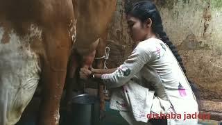 jadeja dishaba.cow milking. # jadeja# dishaba# valog