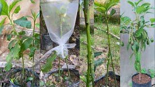 The Best Avocado Grafting Technique With Double Roots  Avocado tree grafting