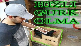 Tavuk nasil gurk olur tavuk gurk olma hizli tavuk gurk olma tavuk folluk hazirlama