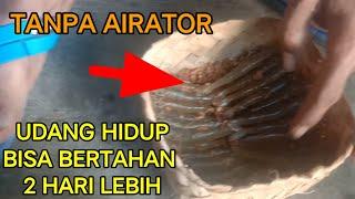 Cara Agar Udang Hidup Tetap Hidup Tanpa Aerator