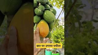 छत पर उगाया पपीता ग्रो बैग में  Grow Papaya in terrace garden at pot #garden #papaya #gardening