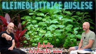 Miniatur einer Gartenpflanze für das Aquarium - Kardinalslobelie - Lobelia cardinalis mini Tür 17