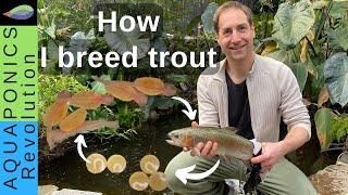 How I BREED TROUT in my Backyard Aquaponics Producing thousands of fingerlings