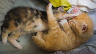 Cute Kitten Loves To Kiss Her Sister