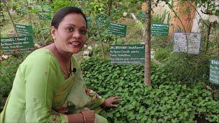 A Visit to Our Medicinal Garden Part-01  Medicinal Plants With Their Medicinal Importance