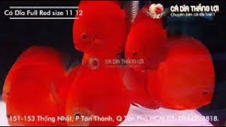 Cá dĩa full red tuyệt đỉnh loại cá dĩa siêu đắt siêu hiếm nhất thế giới  DISCUS FULL RED