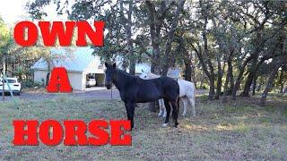 WHAT YOU NEED TO OWN A HORSE