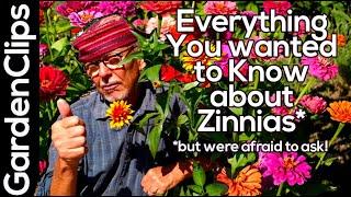 Zinnia Flowers - everything to know about Zinnias - how to plant Zinnias - powdery mildew and more