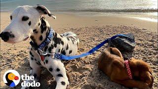 Dalmatian Rescues An Abandoned Puppy In The Middle Of Nowhere  The Dodo Faith = Restored