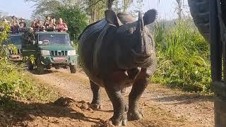 Rhino in Nepal safari in chitwanChitwan national parkNepal wildlife tour Jungle safari in nepal