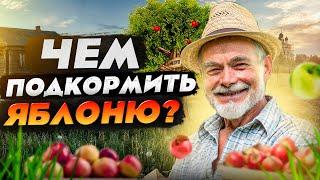 Подкормка яблонь когда чем сколько и зачем?