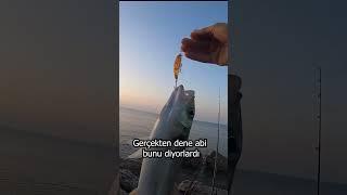 Levrek Balık Avı  LRF Kıyıdan At Çek Balık Avı #shorts #fishing