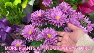 PLANTS AT THE GROCERY STORE  #plants #groceryshopping #like e