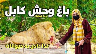 گزارش ویژه غذا دادن نیلوفر به حیوانات در باغ  وحش کابل  Kabul Zoo