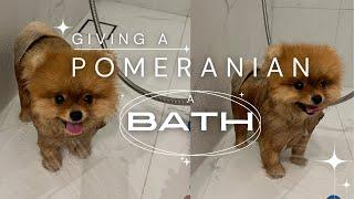 Pomeranian dog having a shower  How I bathe my dog