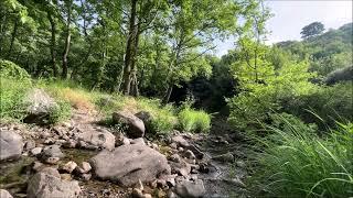 Beautiful mountain stream flows. Relaxing water and bird sounds. White noise for sleep or study