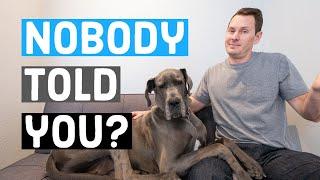 Things NOBODY tells you about owning a Great Dane  Great Dane Care