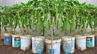 Knew this method of growing winged beans earlier you would save hundreds of dollars every month