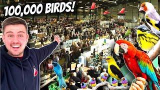 Pasar Burung BESAR di Inggris - Stafford 2024