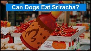 Can Dogs Eat Sriracha? 