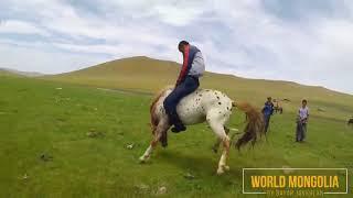Как монголы объезжают лошадей
