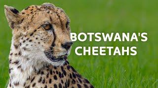 2+ Hours Exploring Botswanas Untouched Kingdom  Wildlife Documentary