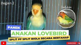 Panen anakan lovebird split biola pf bagian 2