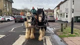 Using American Harness for Heavy Cobs