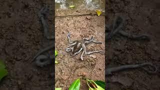 Otter Releases 101 Rescued Mud Crabs Back Into The Mangrove