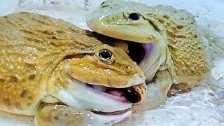 Asian Bullfrog Compete For Their Favorite Worms Asian Bullfrog Live Feeding