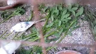 Benefits Of Losan For Birds  Losan K Faiday  پرندوں کے لئے لوسن یا برسیم کا استعمال