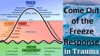 How to Come Out of Freeze Response in Trauma Polyvagal Theory & Somatic Experiencing