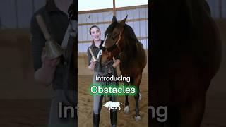 Working Equitation Training