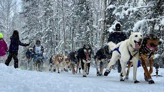 Iditarod 2022 The Ceremonial Start