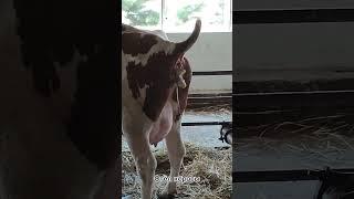 Как происходит рождение теленка? Процесс отела коровы на одной из ферм #shorts