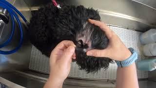 MASSIVE Doodle Ear Cleaning