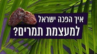 כאן סקרנים  איך הפכה ישראל למעצמת תמרים?