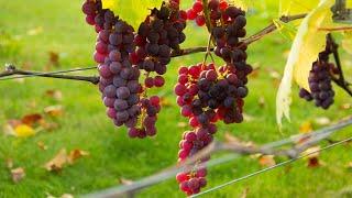 Лучшие винные и универсальные сорта винограда для приусадебного хозяйства. Обзор 2020