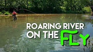 Roaring River on the Fly