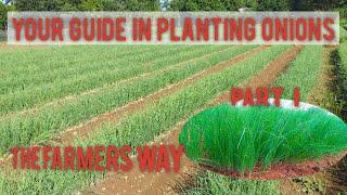 Part I A Step-by-step Planting Onions  How to Plant & Grow Onions  Pag-pupunla  PH Countryside