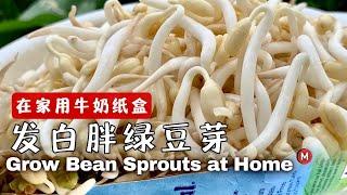 How to grow mung bean sprouts at home and recipe在家发绿豆芽方法