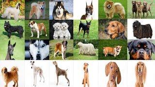 Dog Breeds - 217 DIFFERENT TYPES 